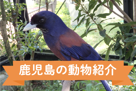 鹿児島の動物紹介