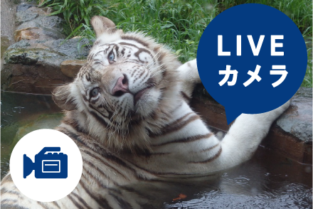 LIVEカメラ